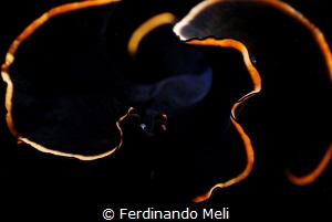 Underwater swimming worm
(Prosthaceraeus splendidus) by Ferdinando Meli 